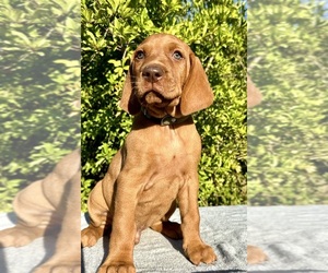 Vizsla Puppy for sale in CARLSBAD, CA, USA