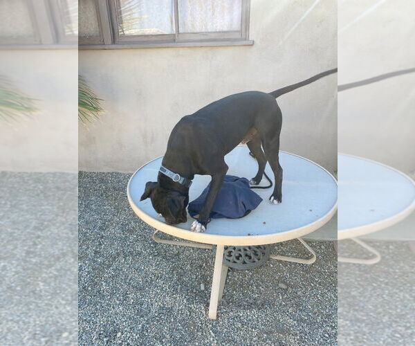 Medium Photo #22 American Staffordshire Terrier-Boxer Mix Puppy For Sale in Lake Forest, CA, USA