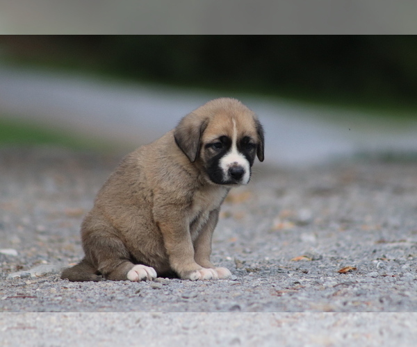Medium Photo #9 Spanish Mastiff Puppy For Sale in DRYDEN, VA, USA
