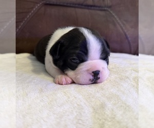 Boston Terrier Puppy for sale in GARFIELD, AR, USA