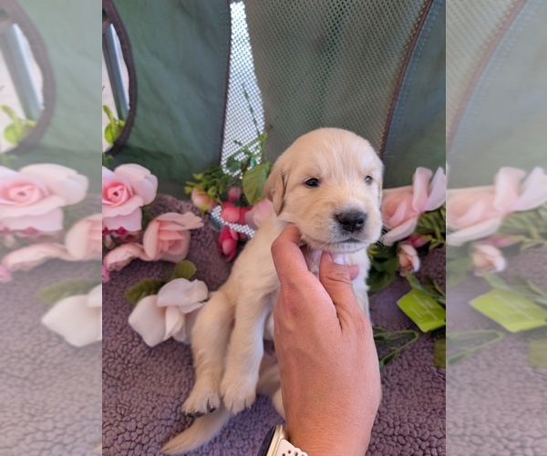Medium Photo #5 English Cream Golden Retriever Puppy For Sale in DOLORES, CO, USA