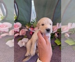 Small #4 English Cream Golden Retriever