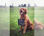 Small Photo #1 Golden Retriever Puppy For Sale in UNIONVILLE, TN, USA
