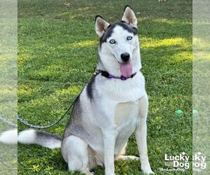 Luna - Female Siberian Husky-Unknown Mix Dog for Adoption - Photo #2
