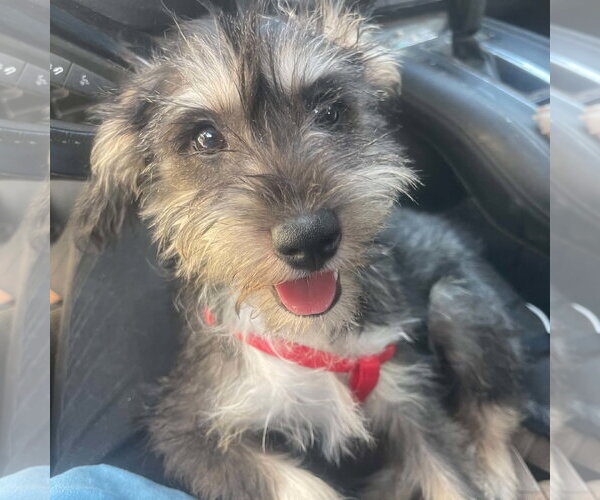 Medium Photo #5 Mutt Puppy For Sale in Escondido, CA, USA