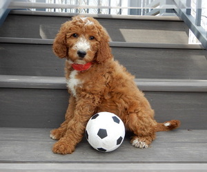 Goldendoodle Puppy for sale in MILLERSBURG, OH, USA