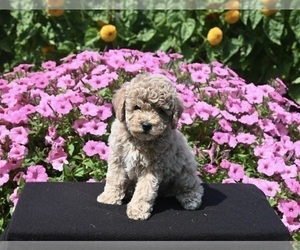 Poodle (Miniature) Puppy for sale in APPLE CREEK, OH, USA