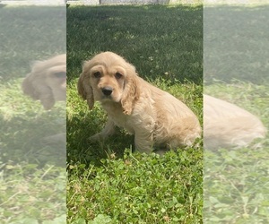 Cocker Spaniel Puppy for sale in CANOGA, NY, USA