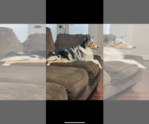 Medium Photo #1 North American Shepherd Puppy For Sale in FLAT ROCK, AL, USA