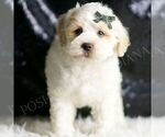 Small #2 Maltipoo (Miniature)