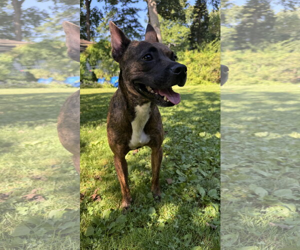 Medium Photo #7 Mutt Puppy For Sale in Oakhurst, NJ, USA