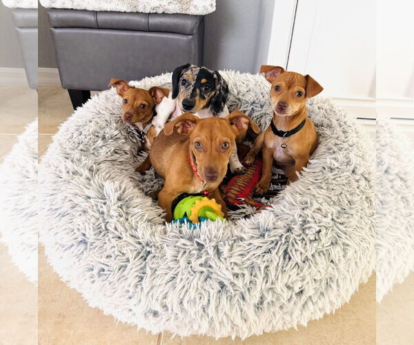 Medium Photo #7 Chiweenie Puppy For Sale in Valrico, FL, USA