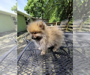 Pomeranian Puppy for sale in MARLTON, NJ, USA