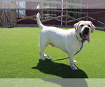 Small Labrador Retriever