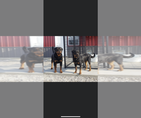 Medium Photo #4 Rottweiler Puppy For Sale in MONEE, IL, USA