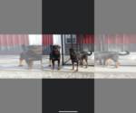 Small Photo #4 Rottweiler Puppy For Sale in MONEE, IL, USA
