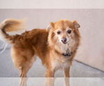 Small #8 Pomeranian Mix