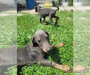 Doberman Pinscher Puppy for sale in WAYCROSS, GA, USA