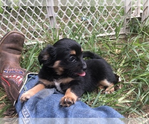 Chihuahua Puppy for sale in DRUMMONDS, TN, USA