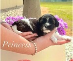 Small Photo #1 Yorkipoo Puppy For Sale in WINNSBORO, LA, USA