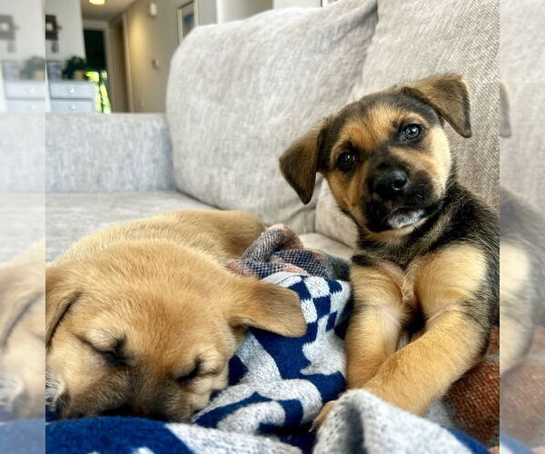 Medium Photo #3 Mutt Puppy For Sale in San Juan Capistrano, CA, USA