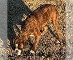Small Photo #1 Boxer Puppy For Sale in PAWNEE CITY, NE, USA