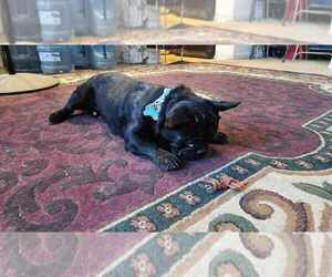American Bullnese Puppy for sale in FRESNO, CA, USA