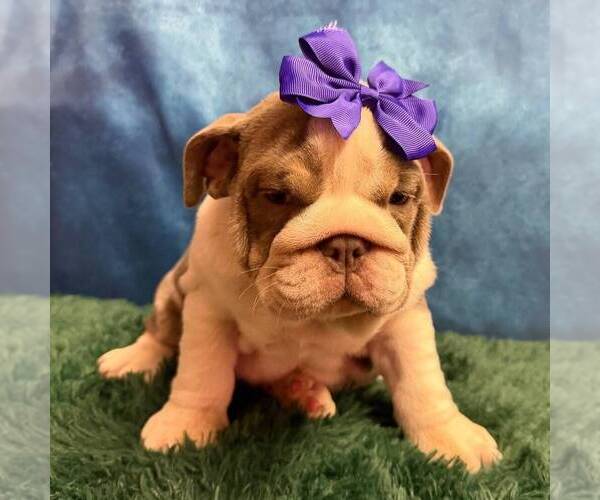 Medium Photo #1 English Bulldog Puppy For Sale in CENTERTON, AR, USA