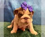 Illy - Female English Bulldog Puppy for Sale - Small photo