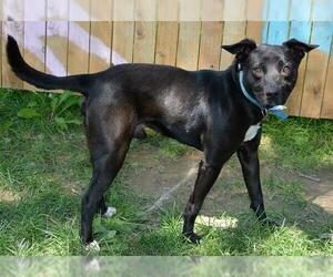 Labrador Retriever-Staffordshire Bull Terrier Mix Dogs for adoption in West Valley, UT, USA