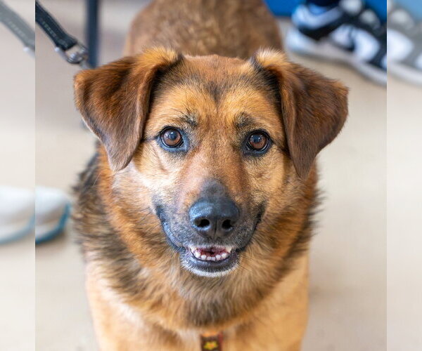 Medium Photo #11 Mutt Puppy For Sale in Mundelein, IL, USA