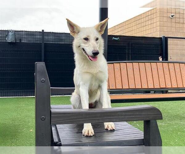 Medium Photo #1 Gerberian Shepsky Puppy For Sale in Orange, CA, USA