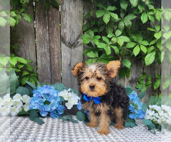 Medium Photo #4 Yorkshire Terrier Puppy For Sale in INDIANAPOLIS, IN, USA