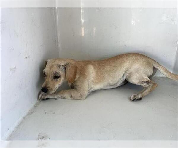 Medium Photo #1 Chihuahua-Unknown Mix Puppy For Sale in Houston, TX, USA