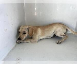 Chihuahua-Unknown Mix Dogs for adoption in Houston, TX, USA