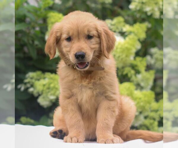 Medium Photo #1 Golden Retriever Puppy For Sale in LITITZ, PA, USA