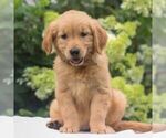 Small Golden Retriever