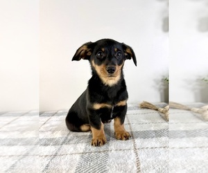 Dorgi Puppy for sale in GREENFIELD, IN, USA