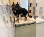 BIG MAC - Male German Shepherd Dog-Unknown Mix Dog for Adoption - Small photo