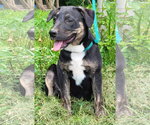 Small #2 Mountain Cur Mix