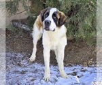 Small #1 Saint Bernard