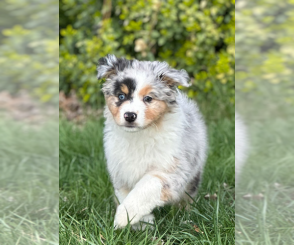 Medium Photo #1 Australian Shepherd Puppy For Sale in SANDUSKY, OH, USA