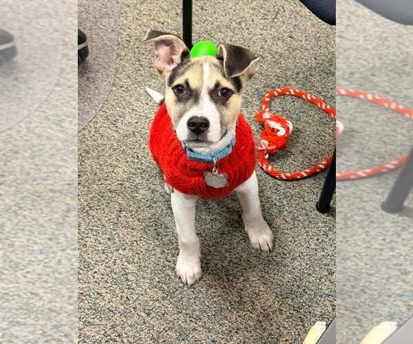 Medium Photo #4 American Staffordshire Terrier-Siberian Husky Mix Puppy For Sale in Holly Springs, NC, USA