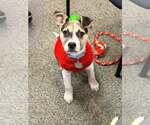 Small #3 American Staffordshire Terrier-Siberian Husky Mix