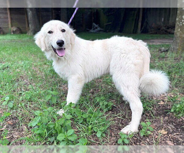 Medium Photo #4 Great Pyrenees Puppy For Sale in Spring, TX, USA
