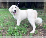 Small #3 Great Pyrenees