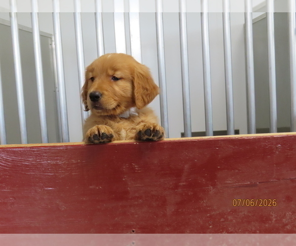Medium Photo #6 Golden Retriever Puppy For Sale in THORP, WI, USA