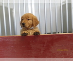 Small #5 Golden Retriever