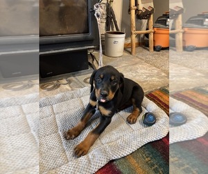 Medium Rottweiler