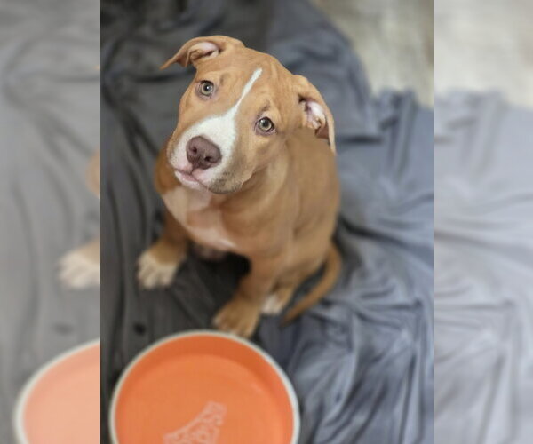 Medium Photo #4 Mutt Puppy For Sale in New London, WI, USA